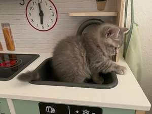 Drei BKH Katerchen