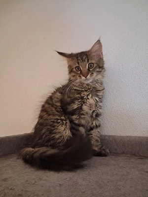 Xxl Maine Coon bub