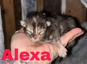 6 Maine Coon Kitten ab Ende September