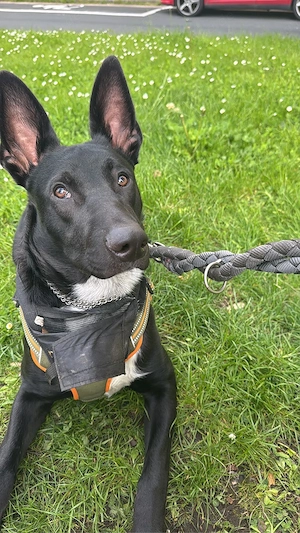 Der kleine süße Kerl sucht dringend ein neues zu Hause 