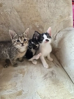 Kitten Katzen babys 