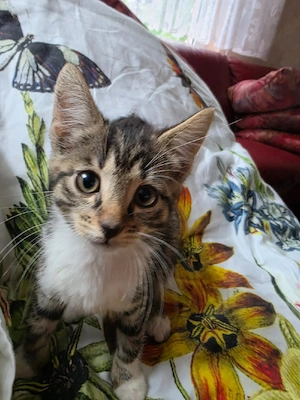Kitten Katzen babys 