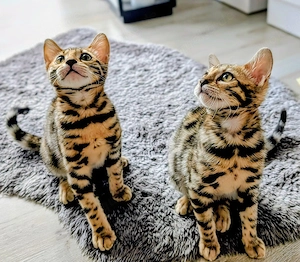 2 zuckersüße Bengal-Kitten suchen ein Zuhause 