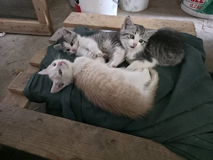Katzenbabys, Kitten