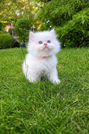 blh kitten britische Langhaarkitren mit Stammbaum