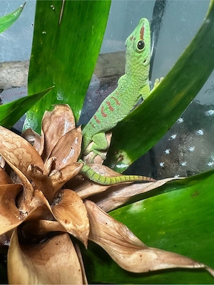 Großer Madagaskar-Taggecko (Phelsuma grandis)