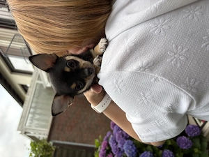 Chihuahua Welpe Rüde