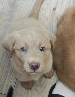 Reinrassige Labradorwelpen suchen liebevolles Zuhause 