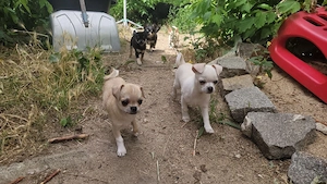Reinrassige Chihuahua-Welpen aus liebevoller Hobbyzucht   Abgabe bereit!