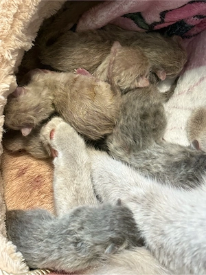BKH Kitten Britisch Kurzhaar noch 2 stk verfügbar 