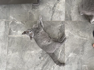 Britische kurzhaar babykatze zu verkaufen 