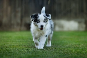 Border Collie FCI VDH Rude 2 verschiedene Augenfarben