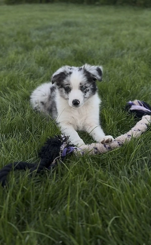 Border Collie FCI VDH Rude Blue Merle