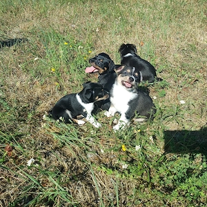Zwergpinscher Mix Welpen