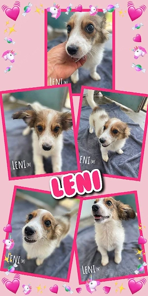 kleines, zuckersüßes, menschenbezogenes Welpenmädchen "Leni" sucht ein liebevolles Zuhause