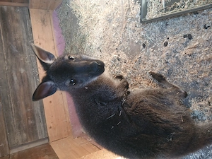 Wallaby Weibchen von 2025  abzugeben