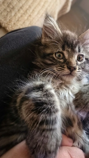 Maine Coon Kater 