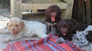 Lagotto Romagnolo Welpe weiblich 