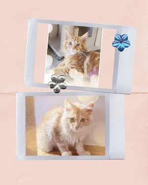 Maine Coon