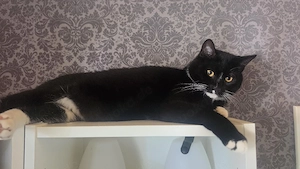 3 Katzen abzugeben 