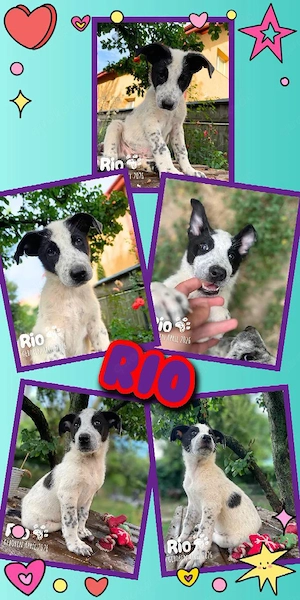 fröhlicher, aufgeweckter, wunderschöner Welpenjunge "Rio" sucht ein liebevolles Zuhause