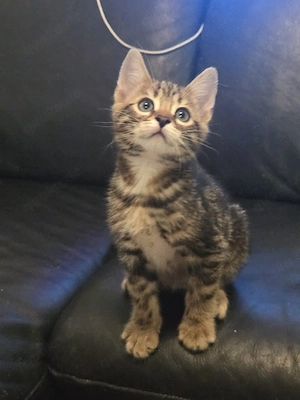 Bengal Kanaani Mix