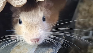Degus suchen ein schönes neues Zuhause!