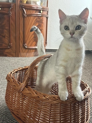 BKH Kitten 