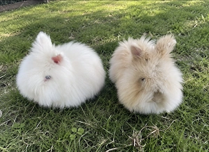 Zwei liebe Kaninchen suchen ein neues Zuhause, Zwergkaninchen 
