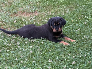 Rottweiler Welpe sucht ein Zuhause