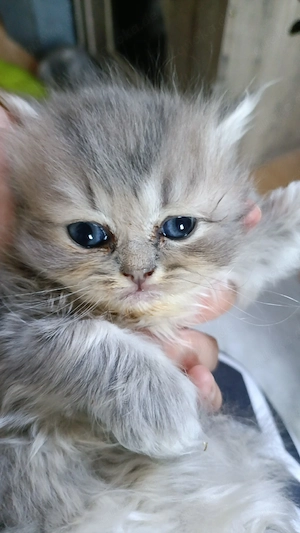 Kitten reinrassig BKH rote Point , Whiskas, weiß Schnee 