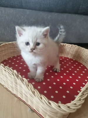 Kitten Perser British Kurzhaar 1 Wurf