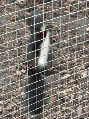Europäische Eichhörnchen