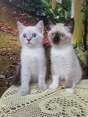 Wunderschöne Eldelmixe mit blauen Augen 