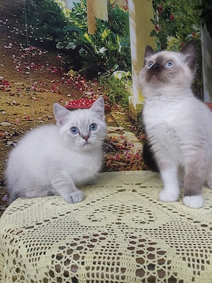 Kitten mit wunderschönen blauen Augen! 