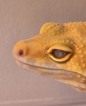 Tremper Leopardgecko 