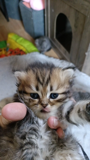 bkh  blh kitten reinrassig silber golden point