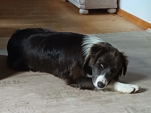Border collie Rüde mit Papiere 