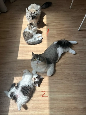 Kitten suchen neues Zuhause