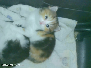 Bildhübsches Exotic-Shorthairmädchen mit Schöner Nase sucht Schmuseplatz
