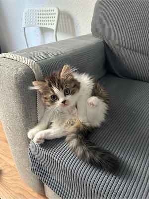 Zwei liebe Katzenbabys suchen ein neues Zuhause 