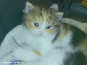 Bildhübsches Exotic-Shorthairmädchen mit Schöner Nase sucht Schmuseplatz