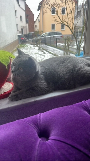 Britisch kurzhaar katter. 