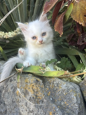 wunderschönes Ragdoll-Heilig Birma Mädchen sucht 5 Sterne Zuhause