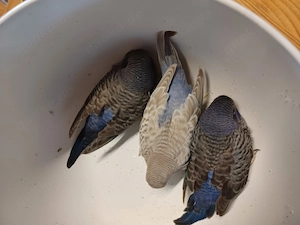 Wellensittiche Blackface Blackwing Double Black Dun Fallow