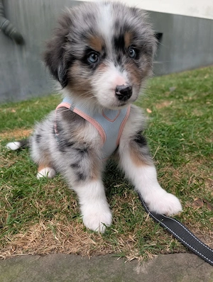 Australian Shepherd Welpe Mädchen 