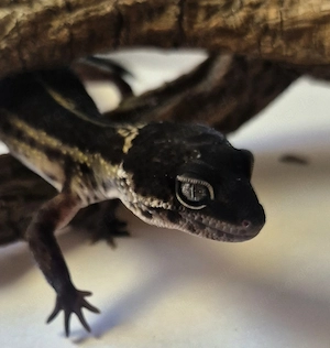 Black Night Mack Snow Leopardgecko 