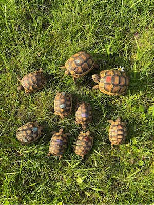 Landschildkröten 