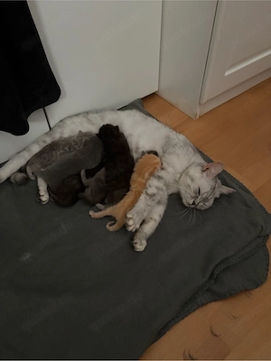BKH Kitten 