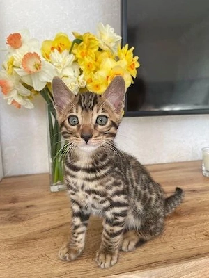 Zauberhafte Bengal-Kitten suchen ein liebevolles Zuhause